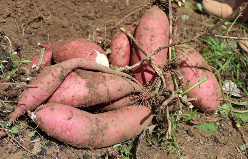 Producción de camote al alza: Los Santos y Herrera lideran el cultivo