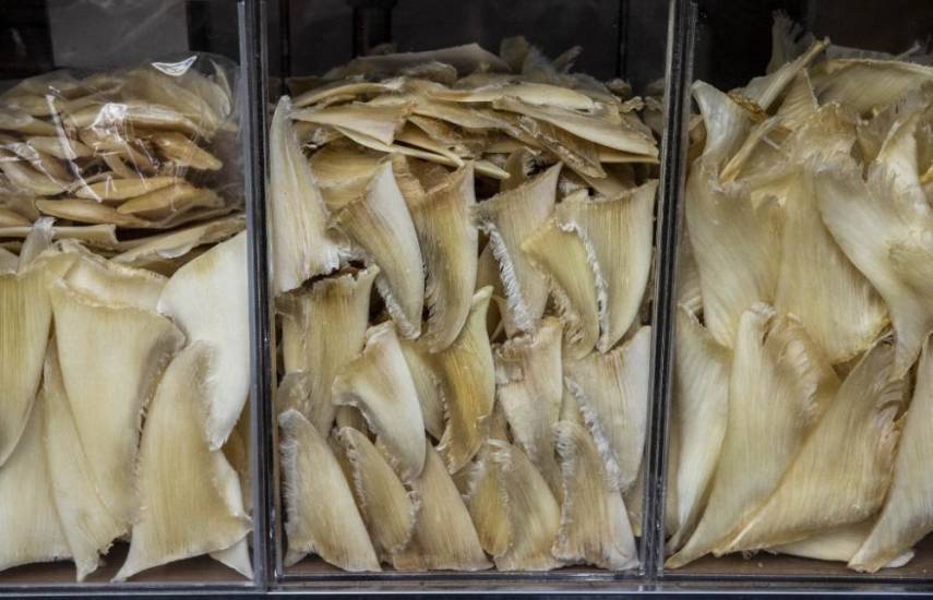 Comercio de aletas de tiburón en Hong Kong, amenazado por cumbre de fauna en Panamá