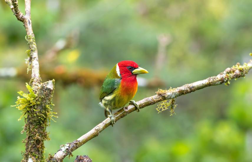 Las aves tropicales, víctimas del calor extremo