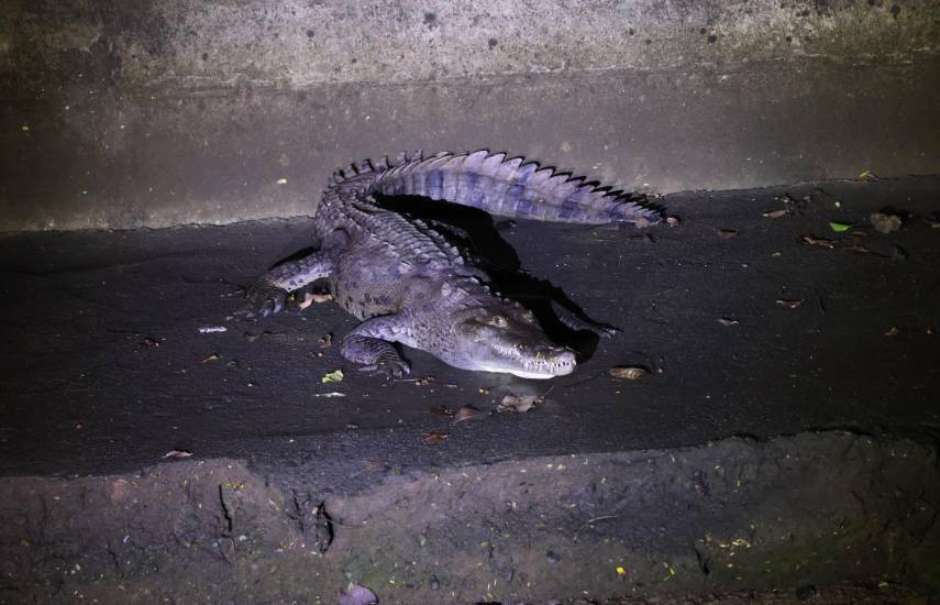 MiAmbiente intensifica monitoreo de cocodrilos en la capital