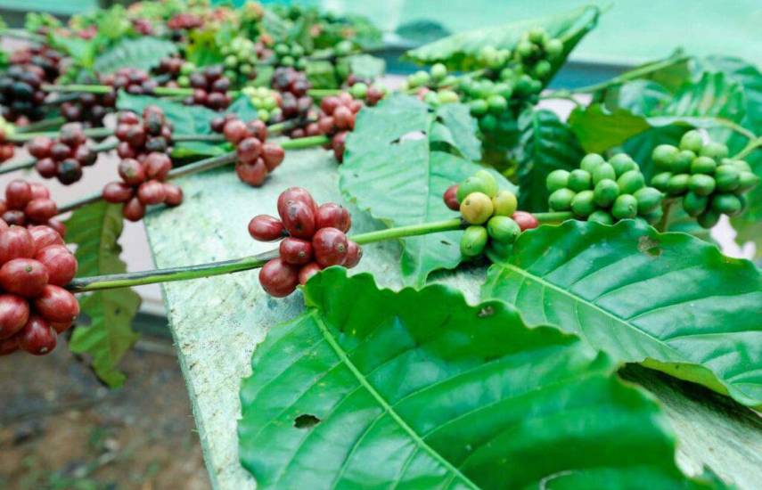 ML | Productores de Capira celebran el inicio de la zafra del café 2026.