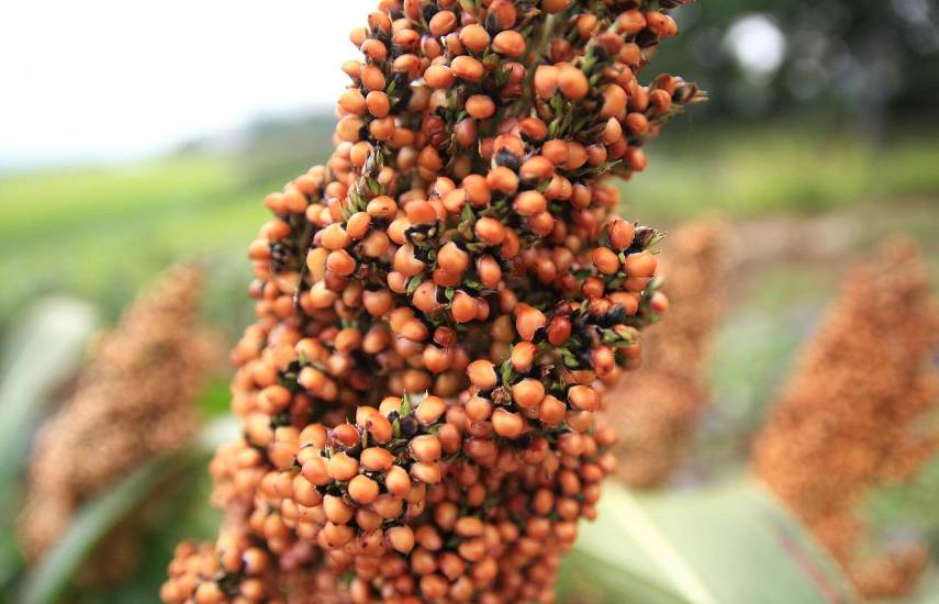 Los Santos lidera cosecha de sorgo