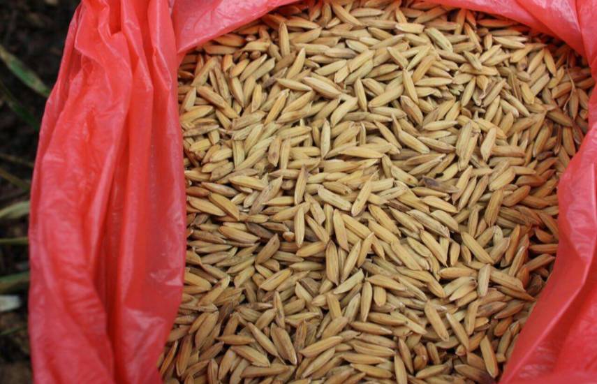 Gobierno autoriza la importación de 786 mil quintales de arroz en cáscara tras los efectos de “El Niño”