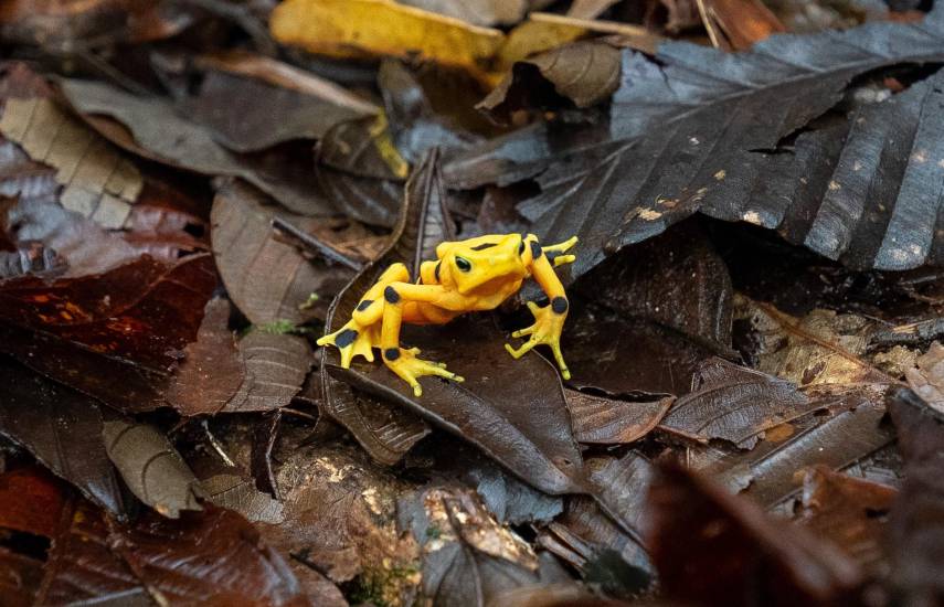 La rana dorada salta hacia la libertad