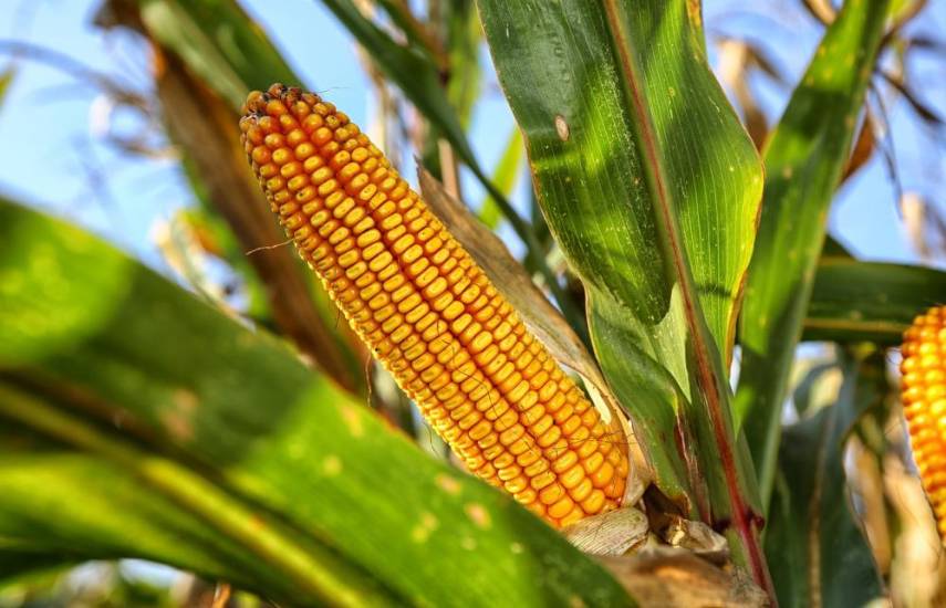Incentivos y subsidios al sector agrícola