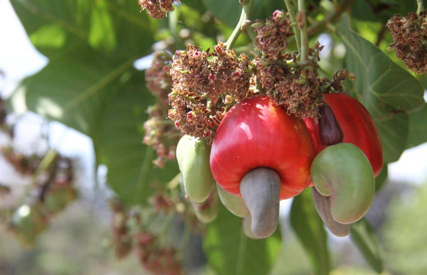 ML | Marañón en un árbol.