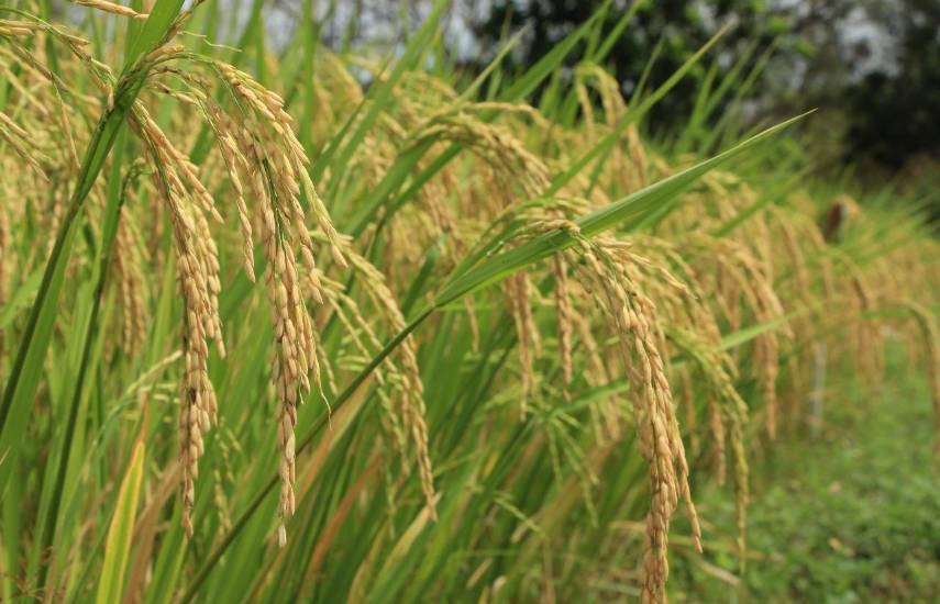 La ANALMO es reelegida para presidir la Cadena Agroalimentaria del Arroz