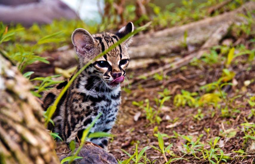 Panamá celebra el Día Nacional de los Felinos Silvestres con avances en su conservación