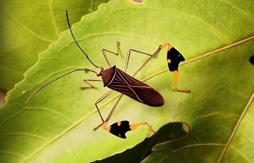 El gran enigma del insecto matador