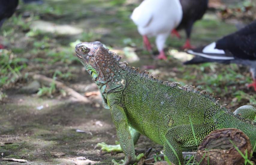 La iguana verde: guardiana natural de los ecosistemas