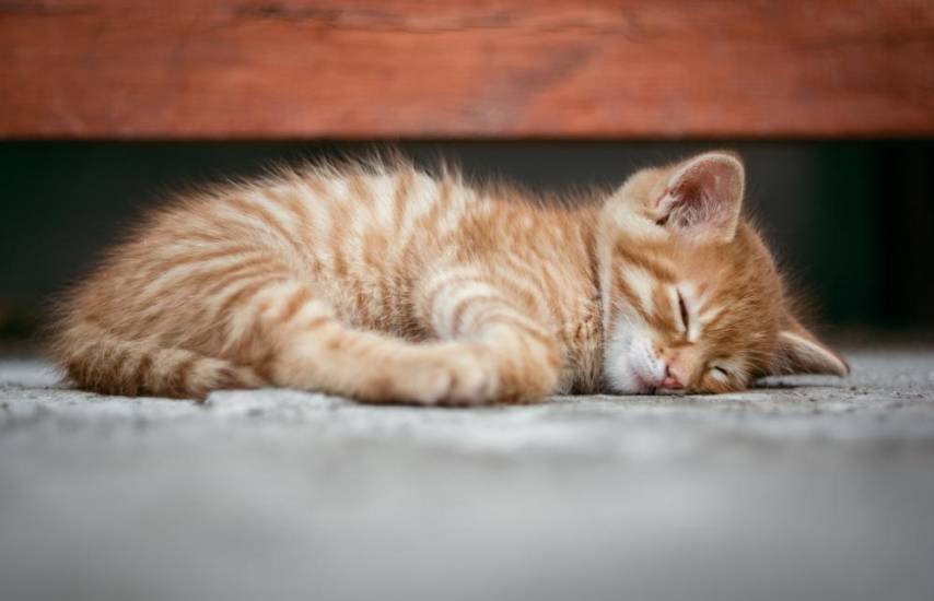 Pixabay | Cachorro de gato que se encuentra dormido.