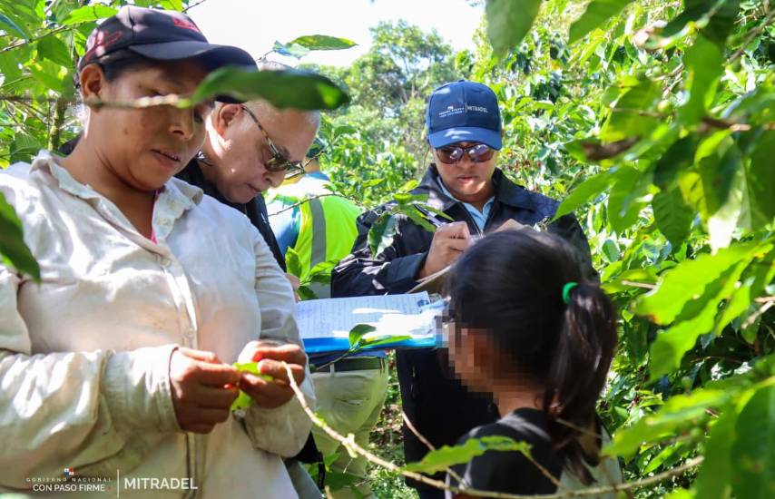 Inspectores detectan menores de edad en labores agrícolas en Chiriquí