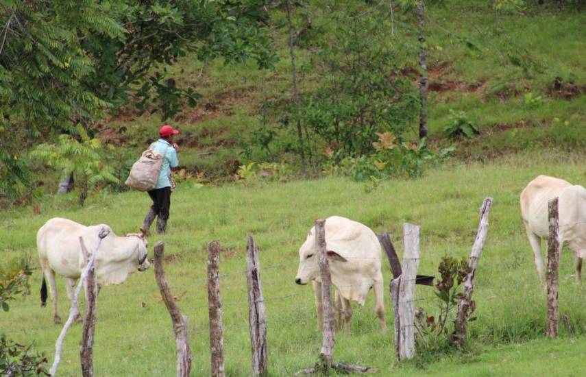 668 estudios de impacto ambiental procesó MiAMBIENTE de enero a mayo