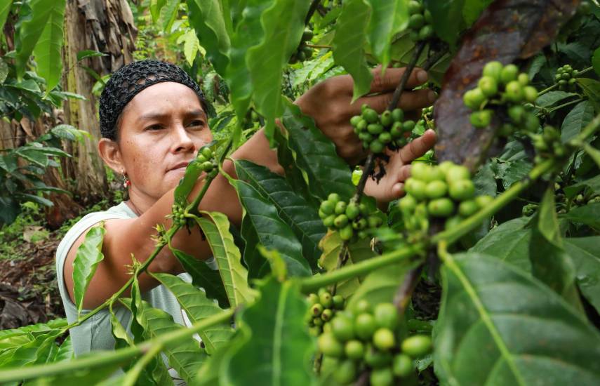 $!Nuevos mercados se rinden al café de paila producido por mujeres de Capira