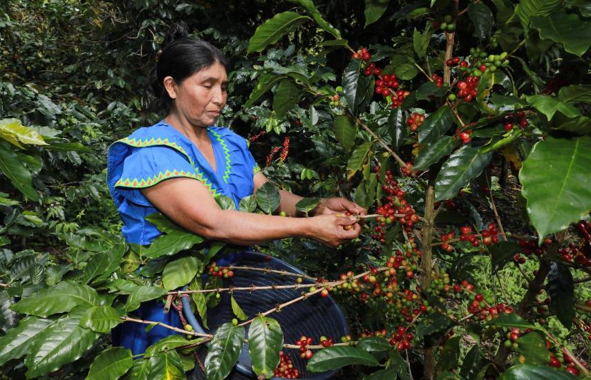 Madre transforma su vida cultivando café en la comarca