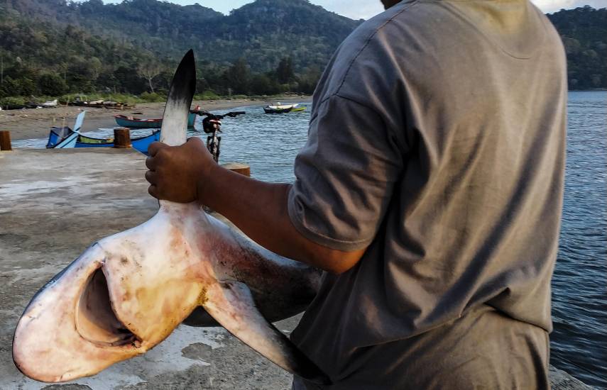 Convención internacional adopta protección para tiburones oceánicos de puntas blancas