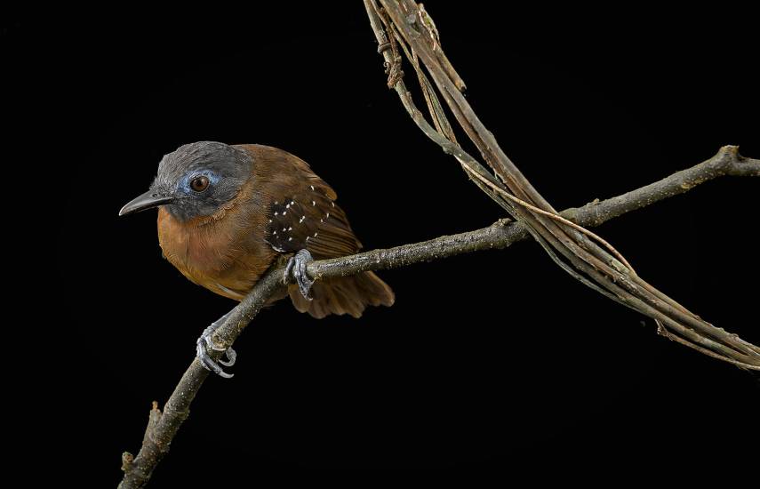 John Whitelaw | El registro ha subido a más de 170 aves.