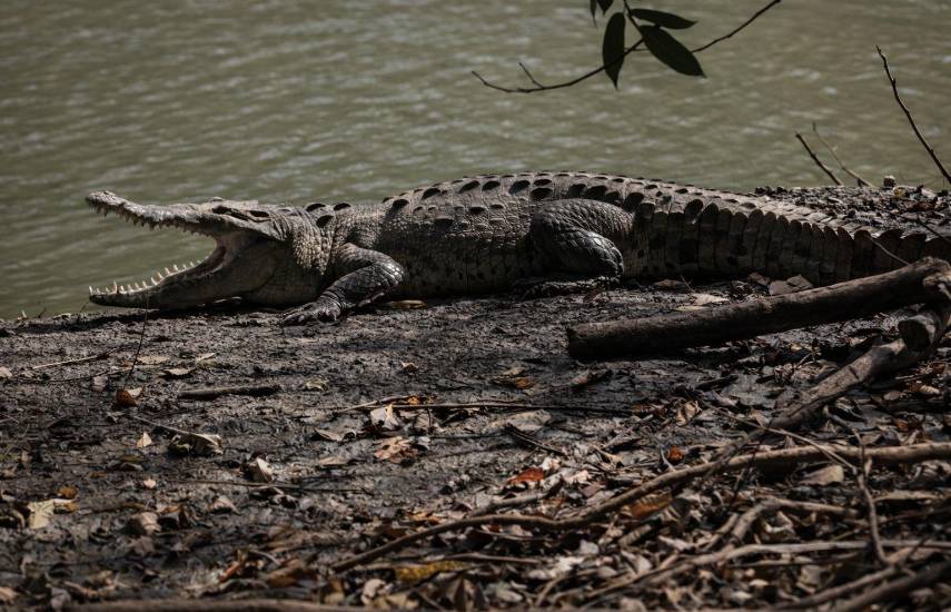 Rolando Alexis Robles | Imagen de un cocodrilo americano a orilla de una laguna tomando el sol con el hocico abierto.