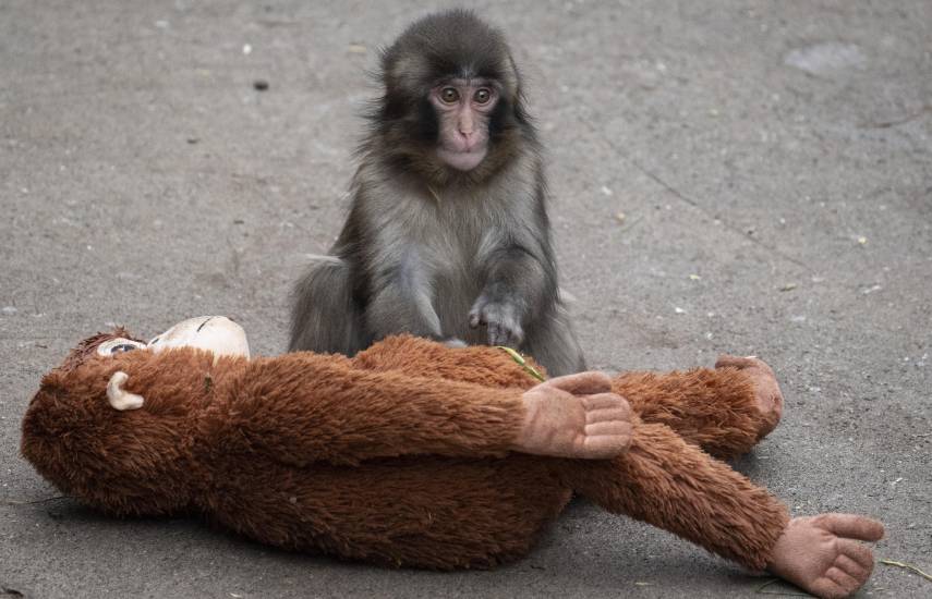 El bebé macaco Punch se adapta con valentía y atrae a multitudes en Japón
