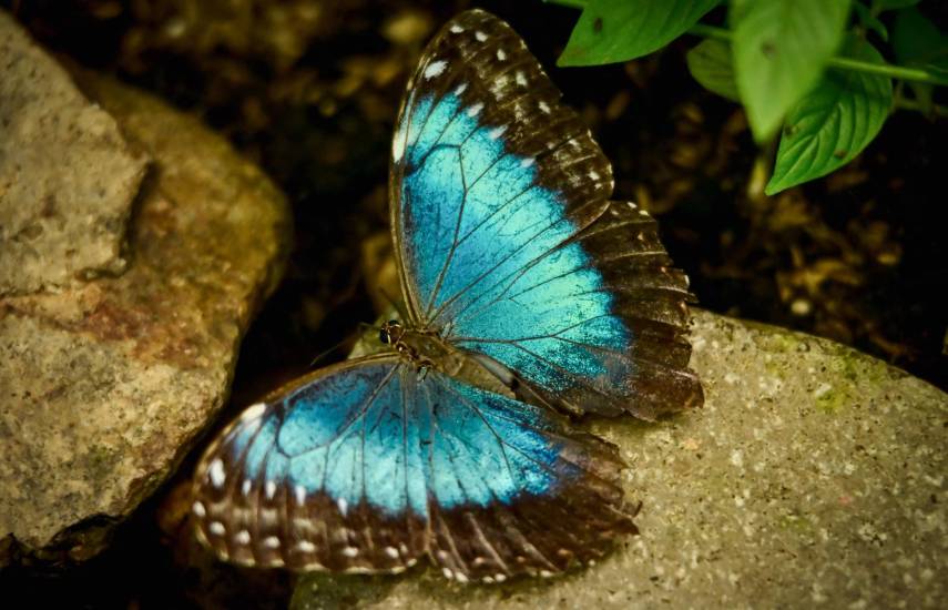 MARTIN BERNETTI / AFP | Una mariposa Morpho.