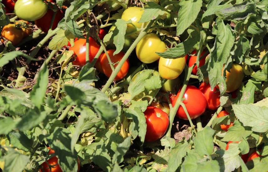 El IDIAP presenta nuevas variedades de tomate adaptadas al clima de Panamá
