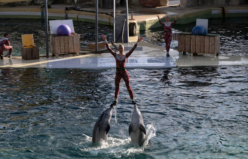 Parque zoológico francés renuncia a acoger delfines trasladados a España