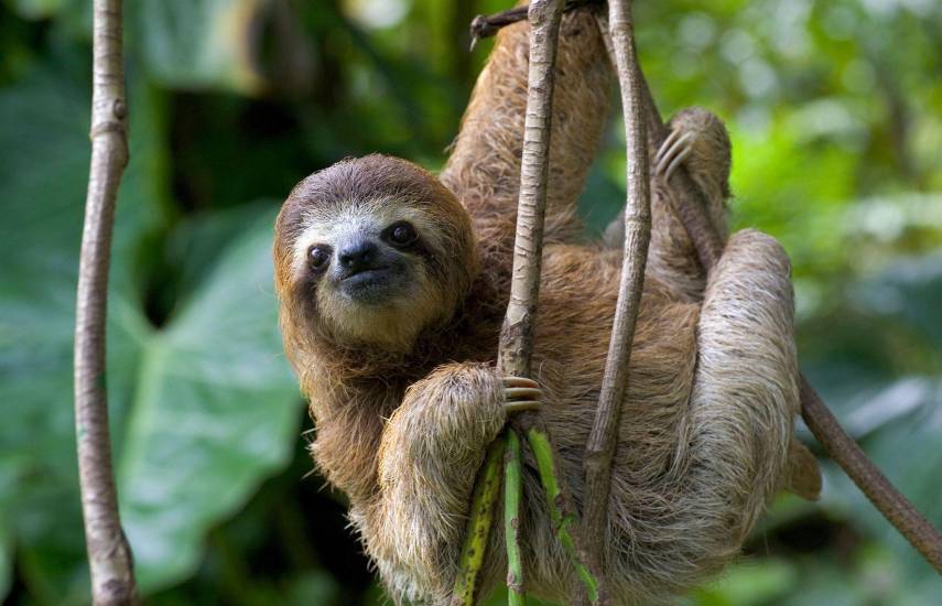 Perezosos, los aliados esenciales del abono natural de los bosques