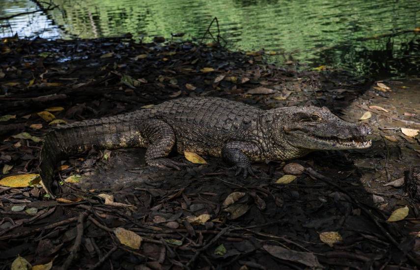 Cocodrilos: depredadores y arquitectos de la biodiversidad costera en Panamá