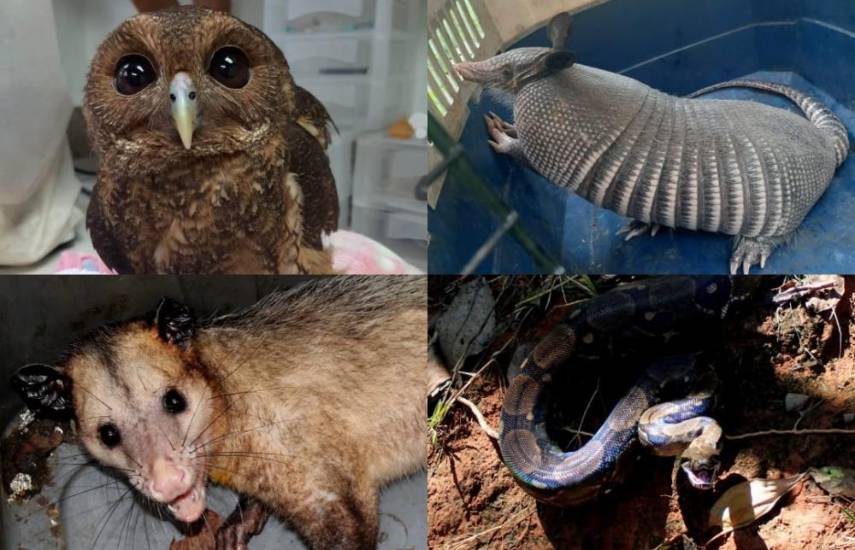 Autoridades rescataron a 42 animales silvestres en Chiriquí durante el primer trimestre del año