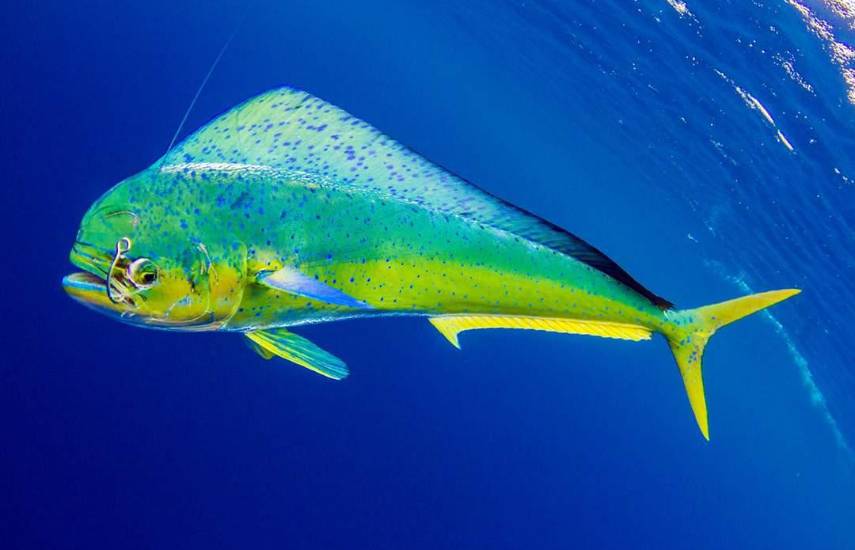 ARAP anuncia veda del dorado a partir de este 1 de julio por dos meses