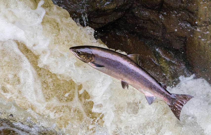 Pixabay | Un salmón atravesando una corriente en un río.