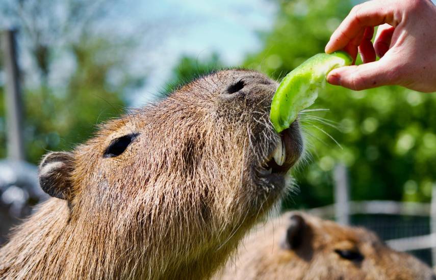 Un zoológico de China encuentra a capibara que estuvo huido durante dos meses