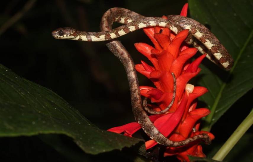 Descubren una nueva especie de serpiente en Panamá