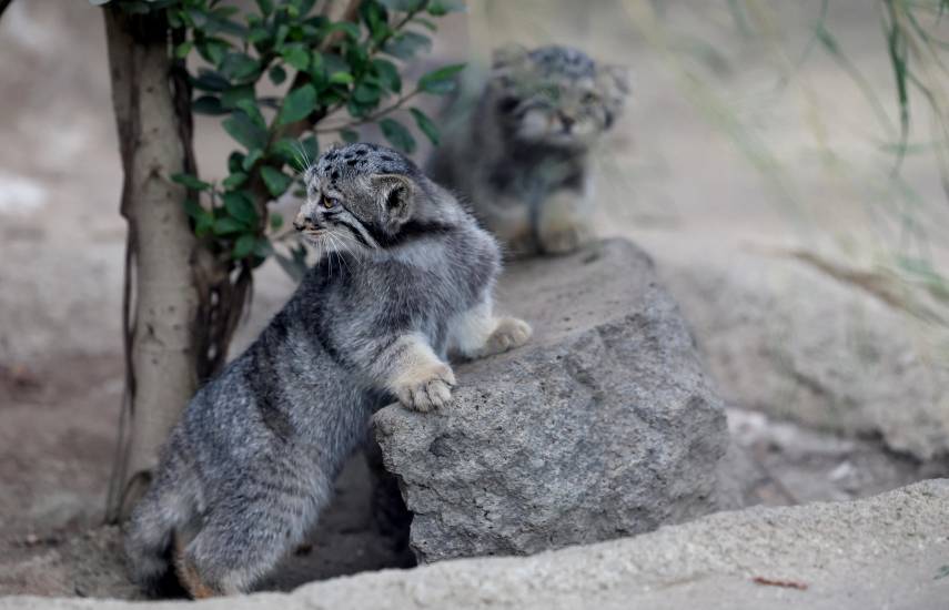 Zoológico japonés presenta a cinco crías de gato de Pallas