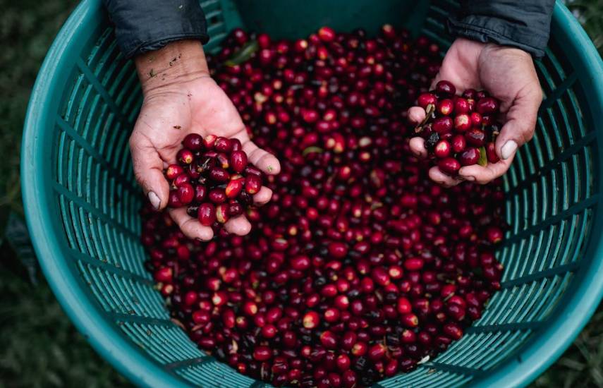 Hacienda La Esmeralda logra récord mundial en subasta privada