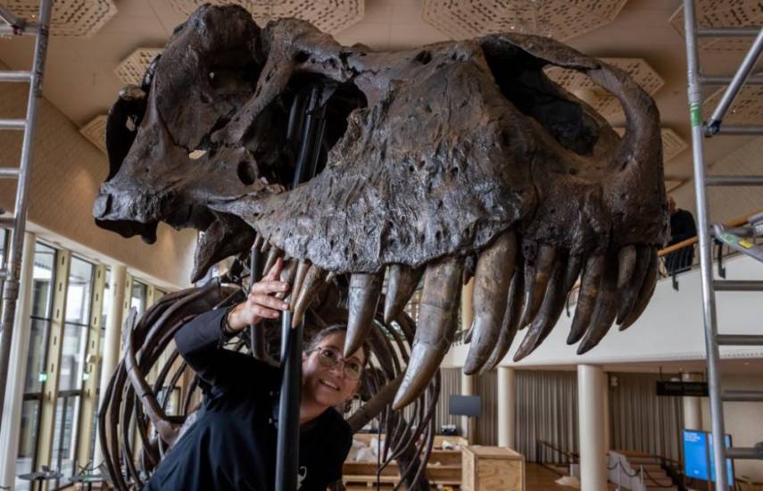 Exponen en Zúrich el esqueleto de un tiranosaurio antes de su subasta