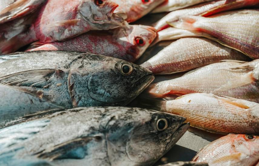 “El sector pesquero genera más de 170 mil empleos”