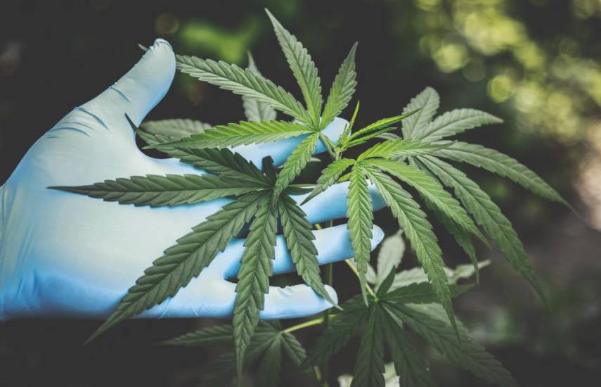 14 empresas concursan por las 7 licencias para la fabricación de derivados del cannabis medicinal