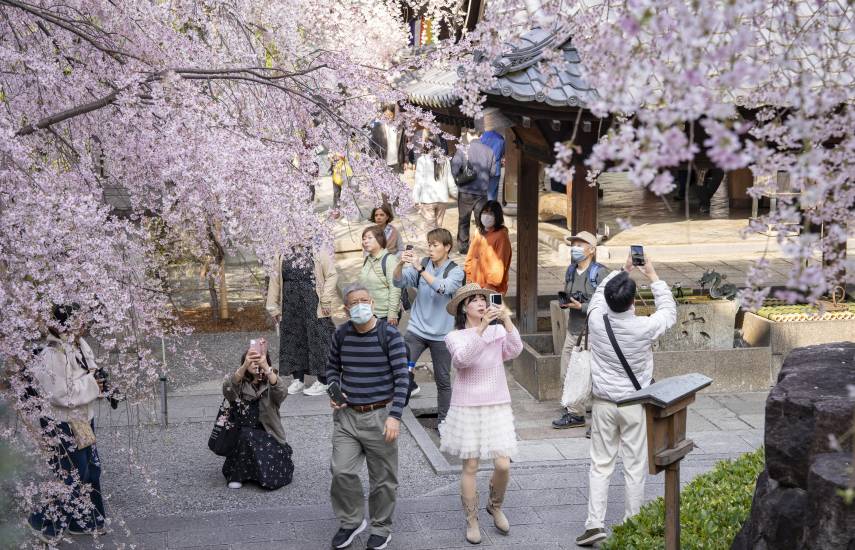 La temporada de cerezos en flor alcanza su punto máximo en Japón