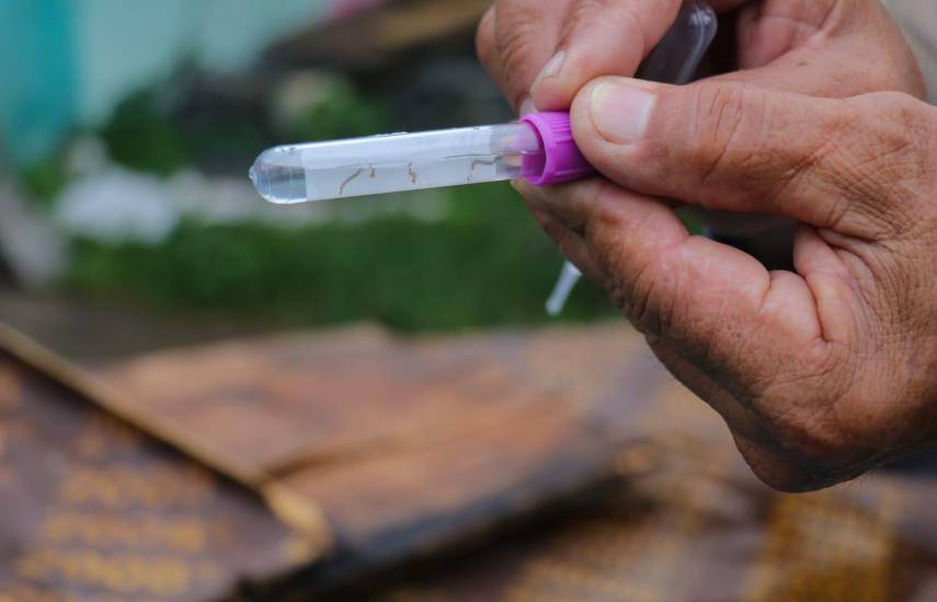Minsa reporta más de 2,000 casos menos de dengue en Panamá