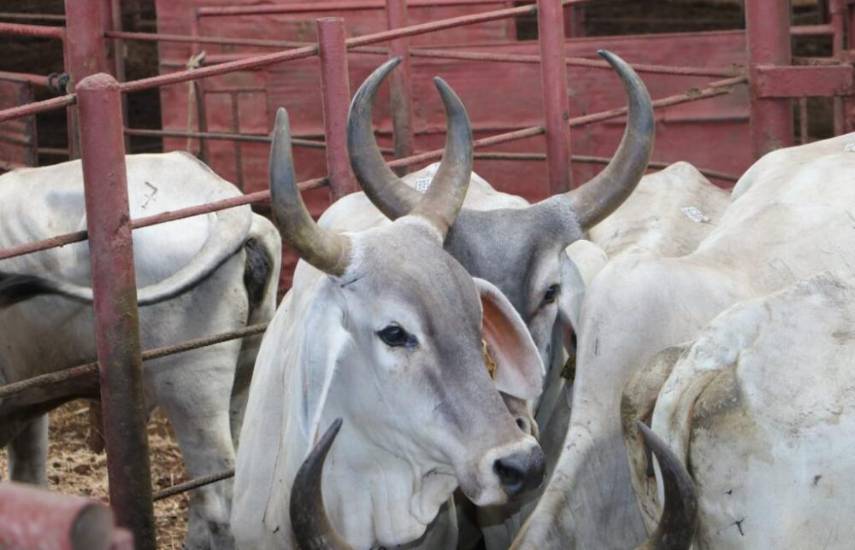 Panamá, Darién y Panamá Oeste con mayores casos de Gusano Barrenador