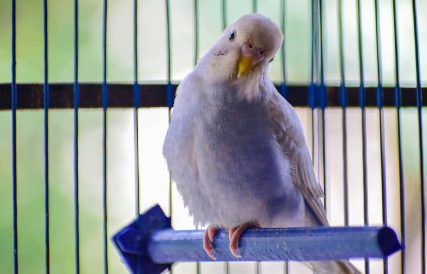 Proteja a sus mascotas de la pirotecnia