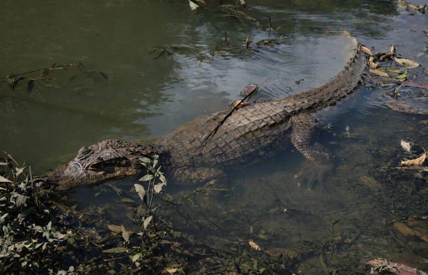 Cocodrilos: depredadores y arquitectos de la biodiversidad costera en Panamá