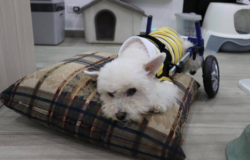 Silla de ruedas para perros