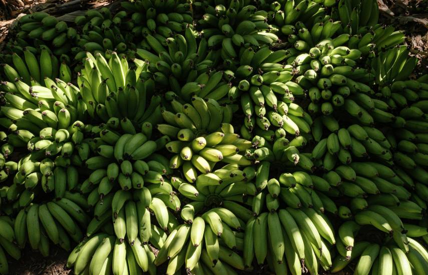 EDITORIAL : La producción bananera