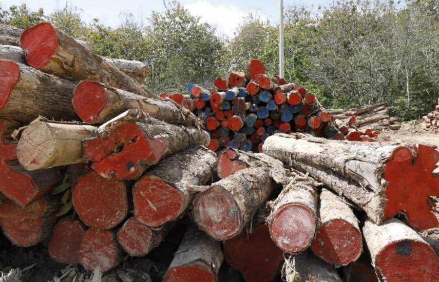 Inauguran primera planta procesadora certificada de madera procedente de plantaciones forestales