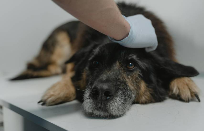 Minsa: Brote de distemper canino no representa un riesgo para las personas