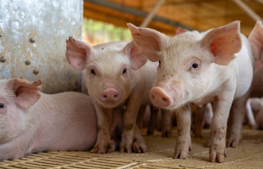 Anapor rechaza decisión de importar jamón picnic