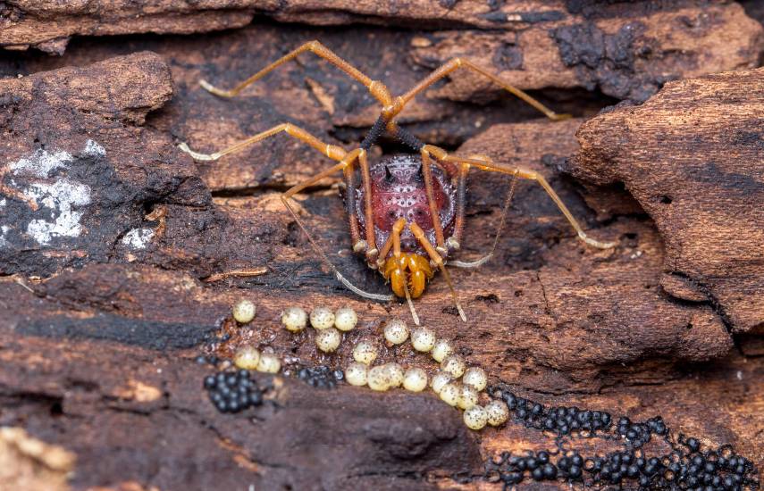 Fotos en la aplicación iNaturalist ayudan a descubrir cómo evolucionó el cuidado de los huevos en las “arañas patonas”