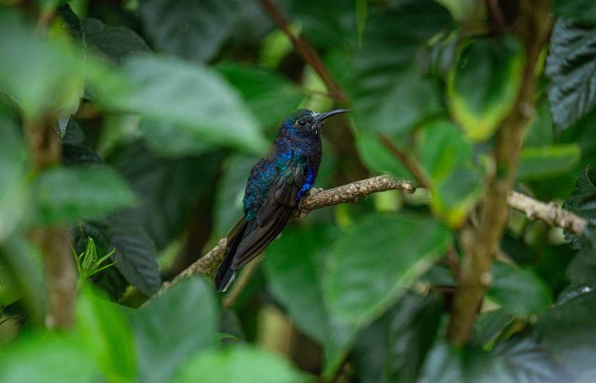 EDITORIAL : Proyectos para Chiriquí